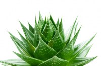 aloe-vera-img-3