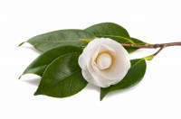 b_2018-01-16-20-50-22-Čajovník-čínsky-Camellia-sinensis-bylinke-herb-zdravie-bylinky-biele-pozadie-white-background
