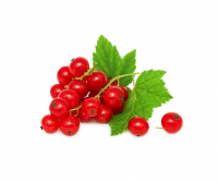 red-currant1