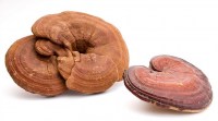 reishi3